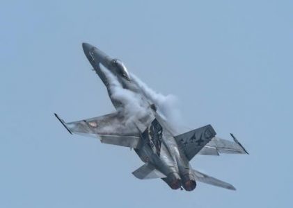 fight flight freeze fawn pdf