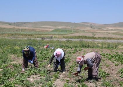homelite weed eater instruction manual